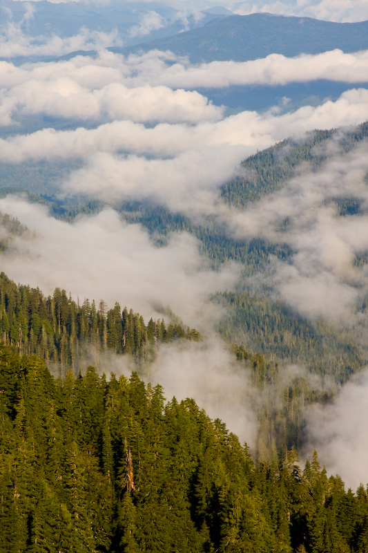 Clouds Above Forest